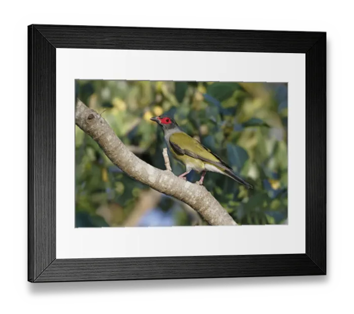 Framed Print : Green Figbird (Sphecotheres viridis) adult male, perched on branch, Cairns, Queensland, Australia, October Framed Print : Green Figbird (Sphecotheres viridis) adult male, perched on branch, Cairns, Queensland, Australia, October