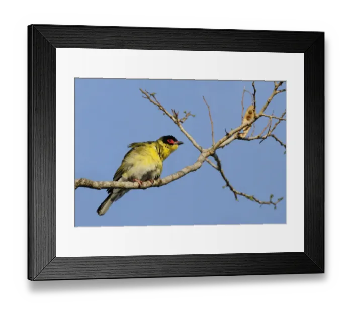 Framed Print : Australasian Figbird (Sphecotheres vieilloti flaviventris) Yellow Figbird subspecies, adult male, perched on branch Framed Print : Australasian Figbird (Sphecotheres vieilloti flaviventris) Yellow Figbird subspecies, adult male, perched on branch