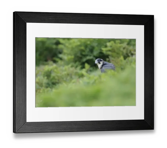 Framed Print : Peregrine Falcon (Falco peregrinus) juvenile, standing on clifftop, Skokholm Island, Pembrokeshire, Wales, June