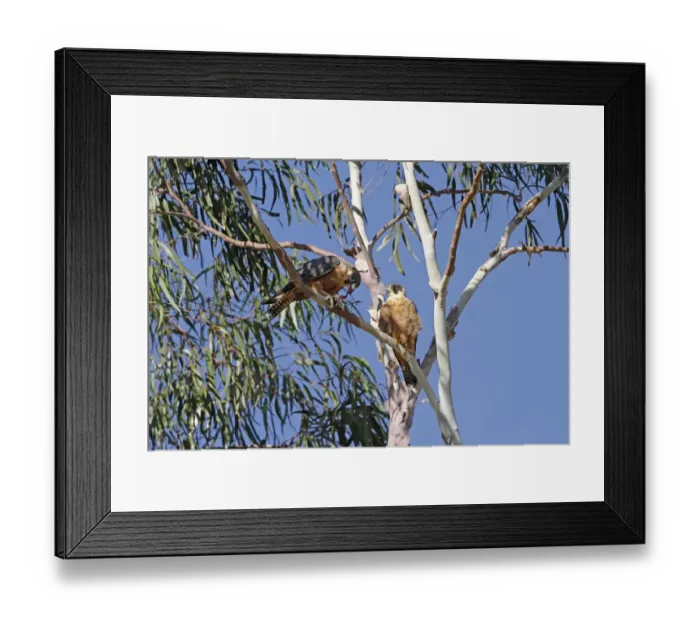 Framed Print : Australian Hobby (Falco longipennis) adult pair, female feeding on Yellow-throated Miner (Manorina flavigula) prey Framed Print : Australian Hobby (Falco longipennis) adult pair, female feeding on Yellow-throated Miner (Manorina flavigula) prey