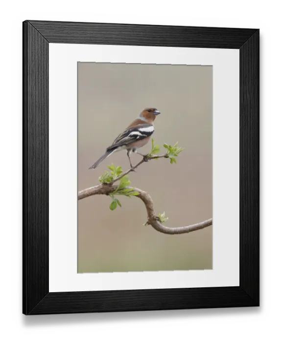 Framed Print : Common Chaffinch (Fringilla coelebs) adult male, perched on twig, West Yorkshire, England, March Framed Print : Common Chaffinch (Fringilla coelebs) adult male, perched on twig, West Yorkshire, England, March