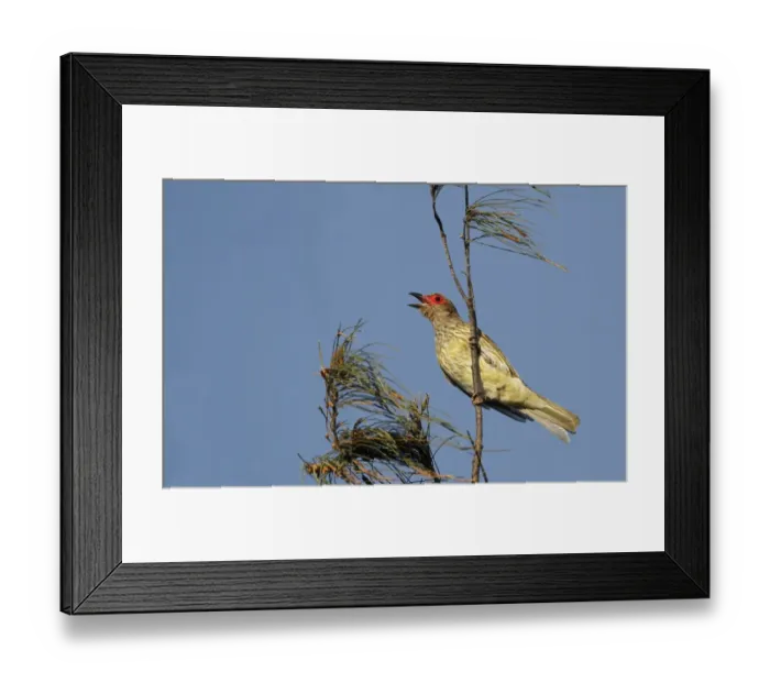 Framed Print : Green Figbird (Sphecotheres viridis) immature male, singing, perched on twig in treetop, Cairns, Queensland, Australia Framed Print : Green Figbird (Sphecotheres viridis) immature male, singing, perched on twig in treetop, Cairns, Queensland, Australia
