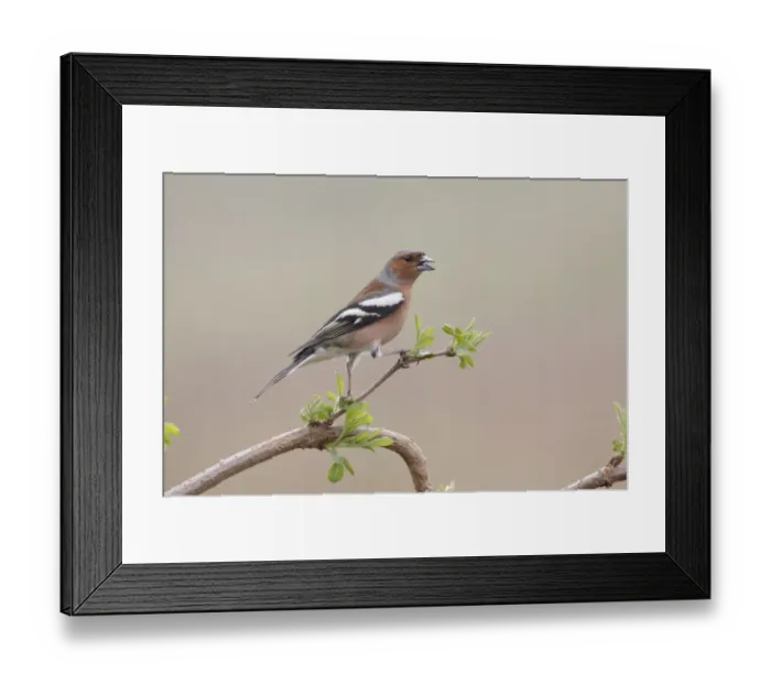 Framed Print : Common Chaffinch (Fringilla coelebs) adult male, with beak open, panting to lose heat, perched on twig, West Yorkshire Framed Print : Common Chaffinch (Fringilla coelebs) adult male, with beak open, panting to lose heat, perched on twig, West Yorkshire