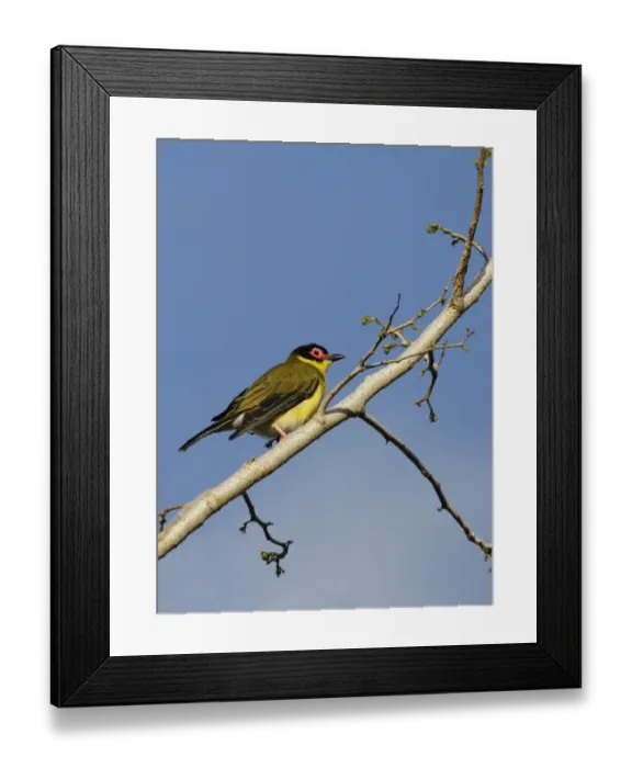 Framed Print : Australasian Figbird (Sphecotheres vieilloti flaviventris) Yellow Figbird subspecies, adult male, perched on branch Framed Print : Australasian Figbird (Sphecotheres vieilloti flaviventris) Yellow Figbird subspecies, adult male, perched on branch