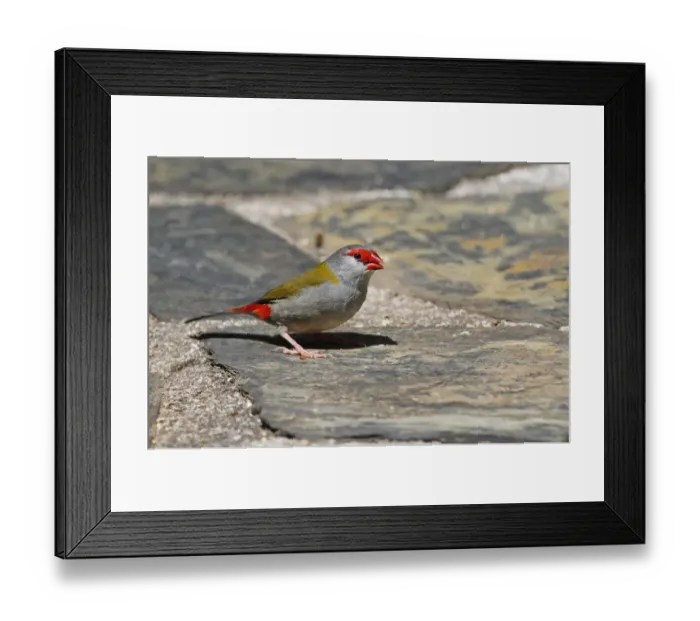 Framed Print : Red-browed Finch (Neochmia temporalis) adult, foraging on ground, Atherton Tableland, Great Dividing Range, Queensland Framed Print : Red-browed Finch (Neochmia temporalis) adult, foraging on ground, Atherton Tableland, Great Dividing Range, Queensland