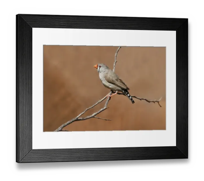 Framed Print : Zebra Finch (Taeniopygia guttata) adult female, perched on twig, Uluru-Kata Tjuta N. P Framed Print : Zebra Finch (Taeniopygia guttata) adult female, perched on twig, Uluru-Kata Tjuta N. P