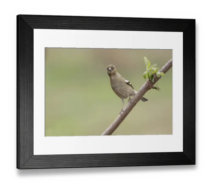 Framed Print : Common Chaffinch (Fringilla coelebs) adult female, perched on twig, West Yorkshire, England, March