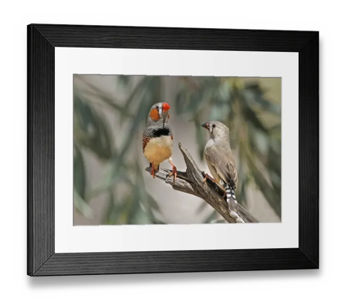 Framed Print : Zebra Finch (Taeniopygia guttata) adult male and immature female, perched on log, Uluru-Kata Tjuta N. P Framed Print : Zebra Finch (Taeniopygia guttata) adult male and immature female, perched on log, Uluru-Kata Tjuta N. P