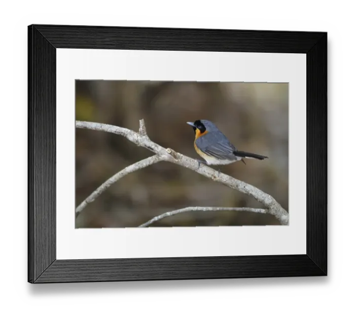 Framed Print : Spectacled Monarch (Symposiachrus trivirgatus) adult male, perched on twig, Kingfisher Park, Atherton Tableland Framed Print : Spectacled Monarch (Symposiachrus trivirgatus) adult male, perched on twig, Kingfisher Park, Atherton Tableland
