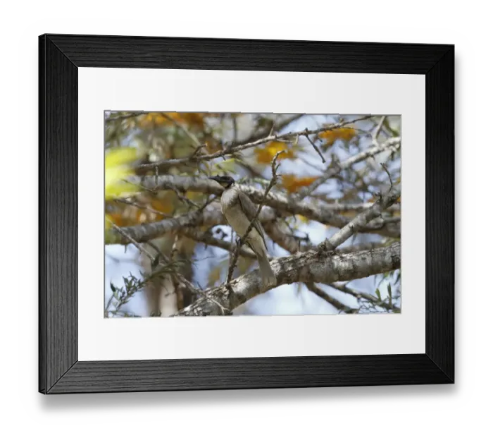 Framed Print : Noisy Friarbird (Philemon corniculatus) adult, perched on Honey Grevillea (Grevillea eriostachya) twig, Queensland Framed Print : Noisy Friarbird (Philemon corniculatus) adult, perched on Honey Grevillea (Grevillea eriostachya) twig, Queensland
