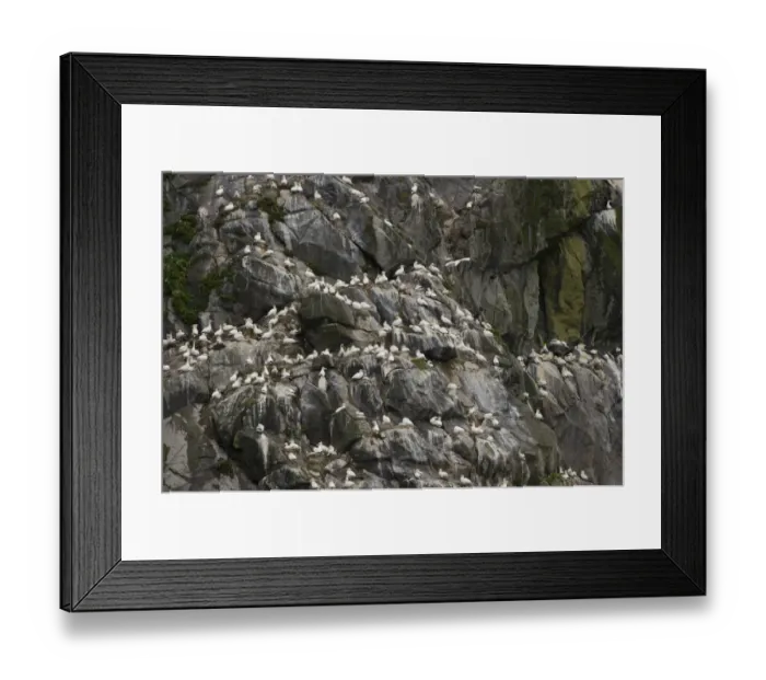 Framed Print : Northern Gannet (Morus bassanus) adults, group at nests on cliff in nesting colony, St Framed Print : Northern Gannet (Morus bassanus) adults, group at nests on cliff in nesting colony, St