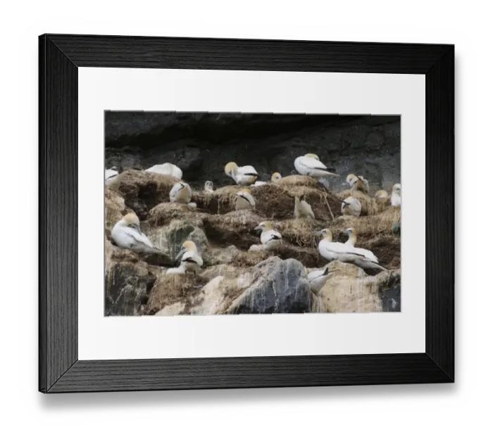 Framed Print : Northern Gannet (Morus bassanus) adults and chicks, group at nests on cliff in nesting colony, St Framed Print : Northern Gannet (Morus bassanus) adults and chicks, group at nests on cliff in nesting colony, St