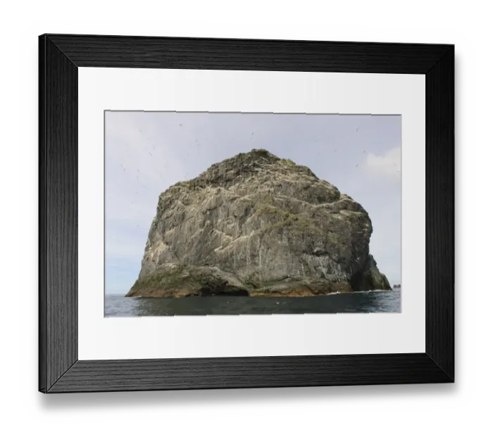 Framed Print : Northern Gannet (Morus bassanus) nesting colony, St. Kilda, Outer Hebrides, Scotland, July