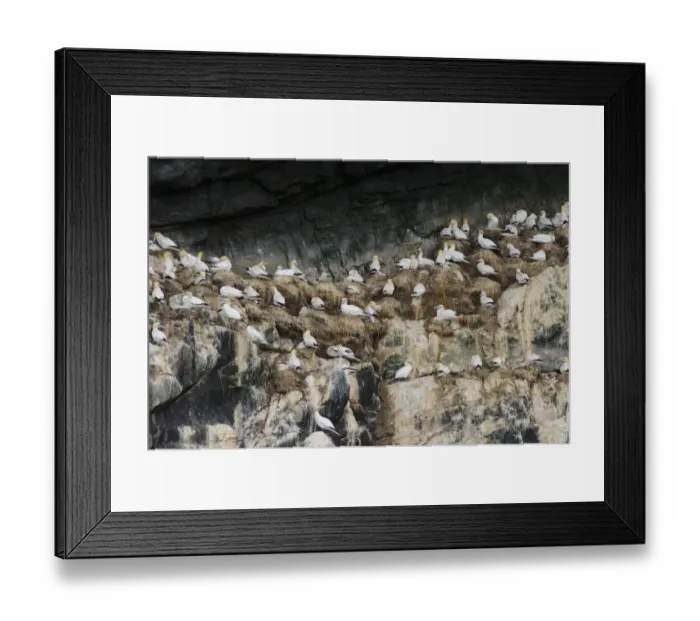 Framed Print : Northern Gannet (Morus bassanus) adults and chicks, group at nests on cliff in nesting colony, St Framed Print : Northern Gannet (Morus bassanus) adults and chicks, group at nests on cliff in nesting colony, St
