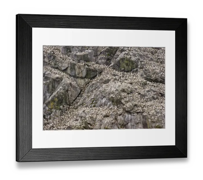 Framed Print : Northern Gannet (Morus bassanus) adults and chicks, group at nests on cliff in nesting colony, St Framed Print : Northern Gannet (Morus bassanus) adults and chicks, group at nests on cliff in nesting colony, St