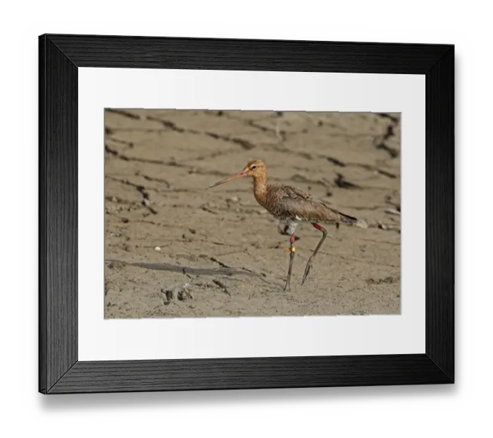 Framed Print : Black-tailed Godwit (Limosa limosa) adult, moulting into breeding plumage, with colour rings and flag on legs
