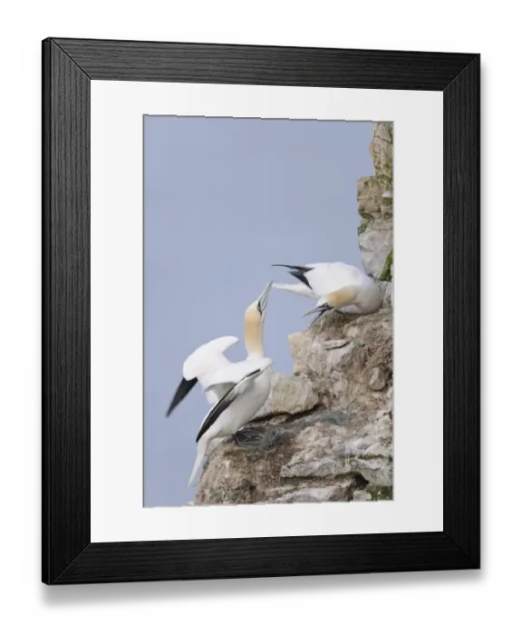 Framed Print : Northern Gannet (Morus bassanus) two adults, in territorial dispute at nests on sea cliff, Bempton Cliffs RSPB Reserve Framed Print : Northern Gannet (Morus bassanus) two adults, in territorial dispute at nests on sea cliff, Bempton Cliffs RSPB Reserve