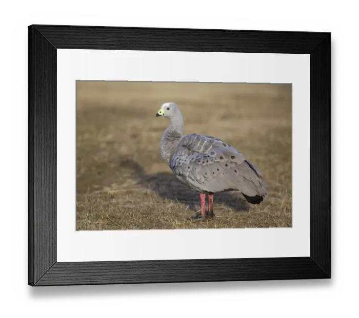 Framed Print : Cape Barren Goose (Cereopsis novaehollandiae) adult, standing in coastal grassland, Maria Island N. P Framed Print : Cape Barren Goose (Cereopsis novaehollandiae) adult, standing in coastal grassland, Maria Island N. P