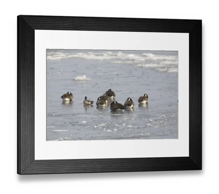 Framed Print : Canada Goose (Branta canadensis) flock, with Mallard Duck (Anas platyrhynchos) adult male Framed Print : Canada Goose (Branta canadensis) flock, with Mallard Duck (Anas platyrhynchos) adult male