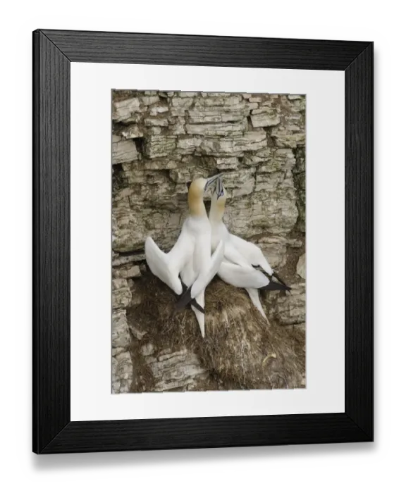 Framed Print : Northern Gannet (Morus bassanus) adult pair, displaying at nest on sea cliff, Bempton Cliffs RSPB Reserve, Bempton