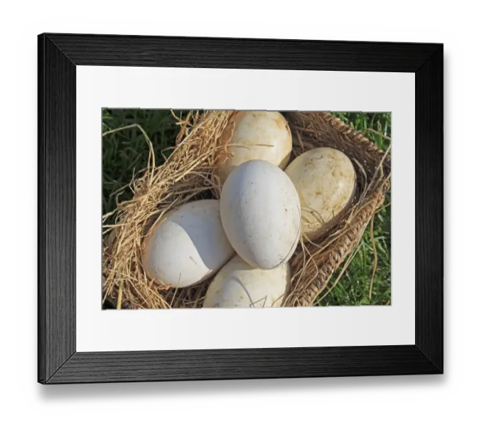Framed Print : Domestic Goose, five eggs, in basket, Mendlesham, Suffolk, England, April Framed Print : Domestic Goose, five eggs, in basket, Mendlesham, Suffolk, England, April