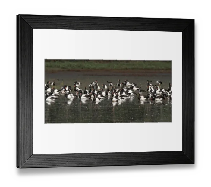 Framed Print : Magpie Goose (Anseranas semipalmata) flock, roosting in shallow water, Hasties Swamp N. P