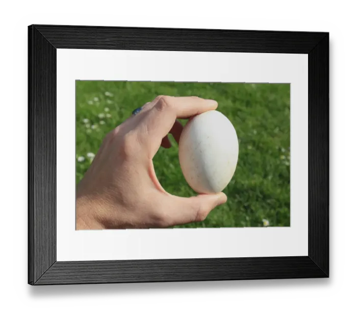 Framed Print : Domestic Goose, egg, held in hand, Mendlesham, Suffolk, England, April Framed Print : Domestic Goose, egg, held in hand, Mendlesham, Suffolk, England, April