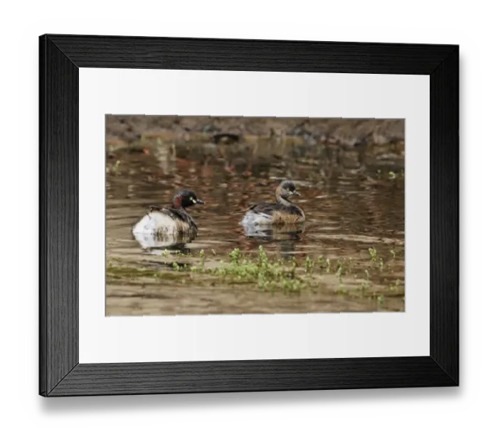 Framed Print : Australasian Grebe (Tachybaptus novaehollandiae) adult pair, swimming, Ormiston Gorge, West MacDonnell N. P Framed Print : Australasian Grebe (Tachybaptus novaehollandiae) adult pair, swimming, Ormiston Gorge, West MacDonnell N. P
