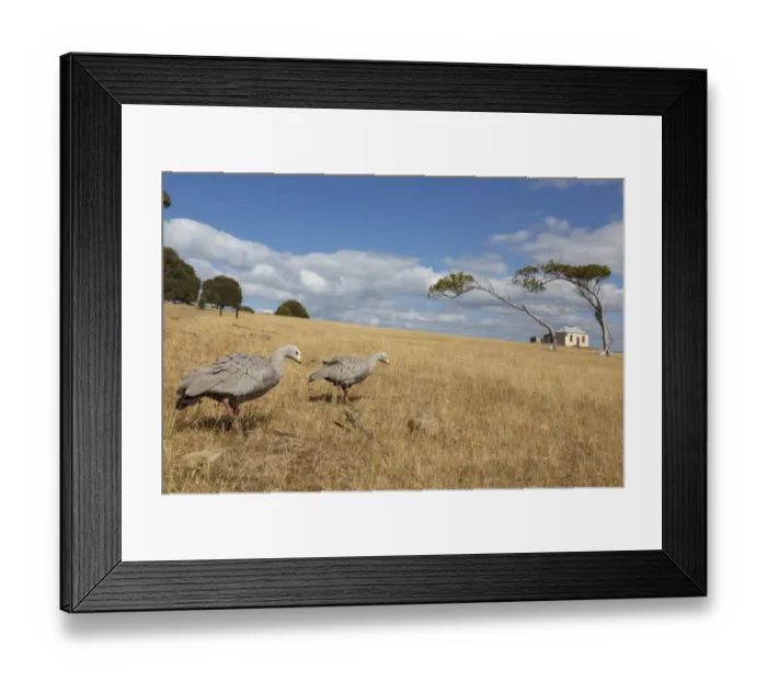 Framed Print : Cape Barren Goose (Cereopsis novaehollandiae) adult pair, walking in coastal grassland habitat, Maria Island N. P Framed Print : Cape Barren Goose (Cereopsis novaehollandiae) adult pair, walking in coastal grassland habitat, Maria Island N. P