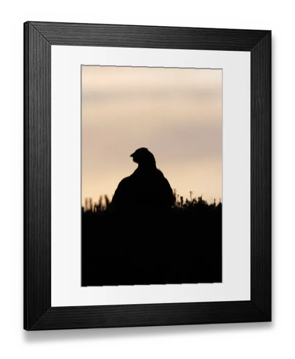 Framed Print : Red Grouse (Lagopus lagopus scoticus) adult male, standing in heather on moorland, silhouetted at sunrise, Swaledale Framed Print : Red Grouse (Lagopus lagopus scoticus) adult male, standing in heather on moorland, silhouetted at sunrise, Swaledale