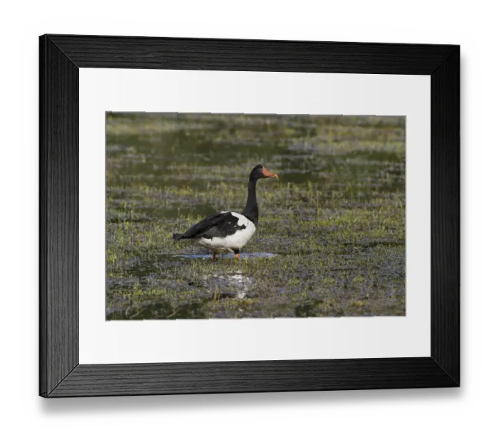 Framed Print : Magpie Goose (Anseranas semipalmata) adult, standing in shallow water, Hasties Swamp N. P Framed Print : Magpie Goose (Anseranas semipalmata) adult, standing in shallow water, Hasties Swamp N. P
