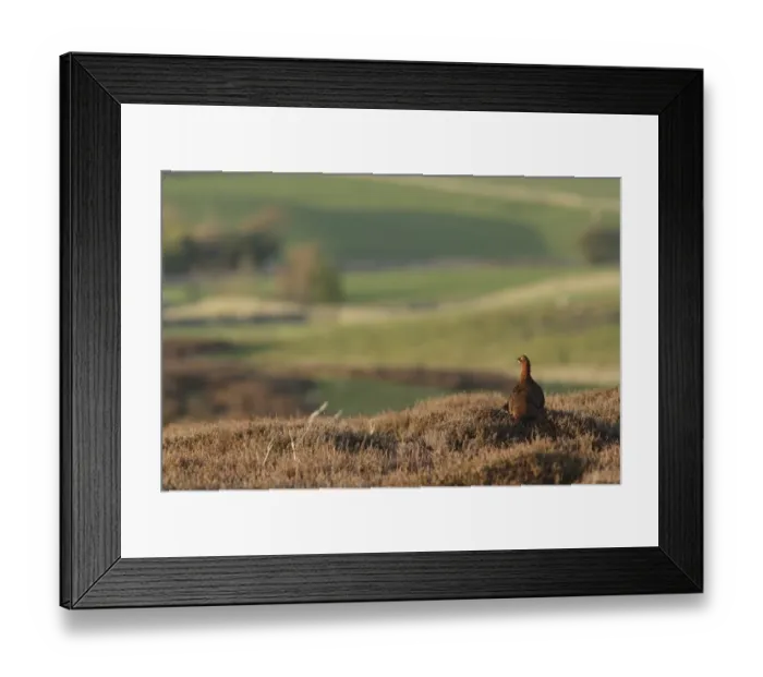 Framed Print : Red Grouse (Lagopus lagopus scoticus) adult male, standing in heather on moorland habitat above valley, Swaledale Framed Print : Red Grouse (Lagopus lagopus scoticus) adult male, standing in heather on moorland habitat above valley, Swaledale