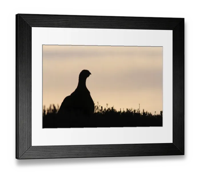 Framed Print : Red Grouse (Lagopus lagopus scoticus) adult male, standing in heather on moorland, silhouetted at sunrise, Swaledale Framed Print : Red Grouse (Lagopus lagopus scoticus) adult male, standing in heather on moorland, silhouetted at sunrise, Swaledale