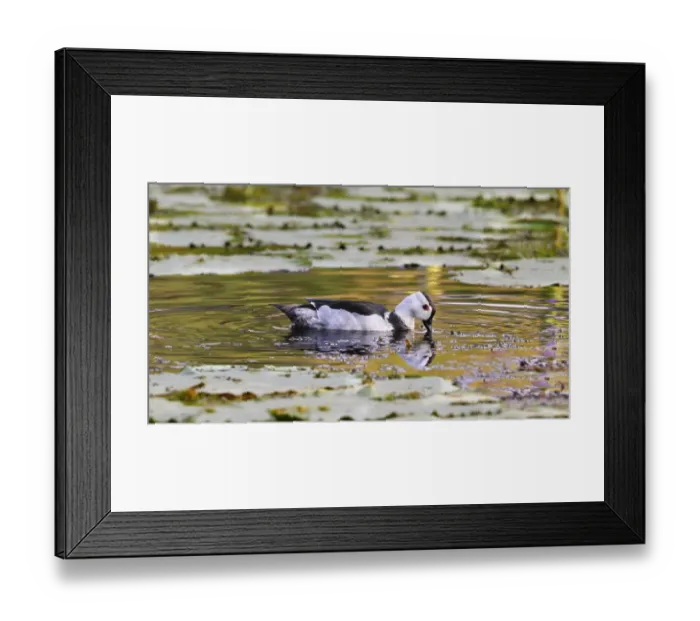 Framed Print : Cotton Pygmy Goose (Nettapus coromandelianus) adult male, swimming amongst waterlily leaves in billabong, Queensland Framed Print : Cotton Pygmy Goose (Nettapus coromandelianus) adult male, swimming amongst waterlily leaves in billabong, Queensland