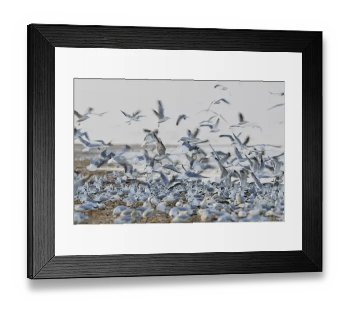 Framed Print : Black-headed Gull (Chroicocephalus ridibundus) and Common Gull (Larus canus) mixed flock, non-breeding plumage Framed Print : Black-headed Gull (Chroicocephalus ridibundus) and Common Gull (Larus canus) mixed flock, non-breeding plumage