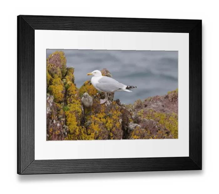 Framed Print : Herring Gull (Larus argentatus) adult, breeding plumage, with chicks amongst rocks, Skokholm Island, Pembrokeshire Framed Print : Herring Gull (Larus argentatus) adult, breeding plumage, with chicks amongst rocks, Skokholm Island, Pembrokeshire