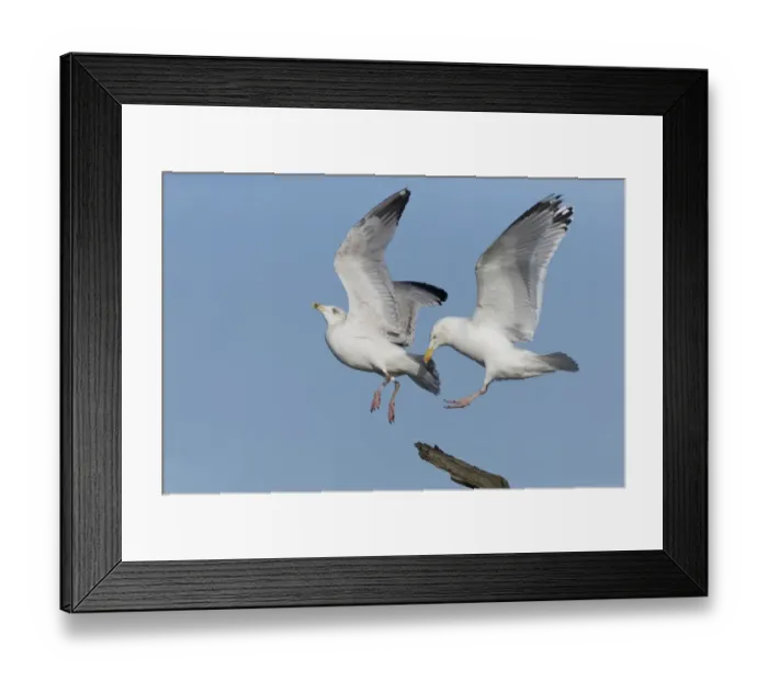 Framed Print : Herring Gull (Larus argentatus) adult, breeding plumage, in flight, displacing immature, third winter plumage Framed Print : Herring Gull (Larus argentatus) adult, breeding plumage, in flight, displacing immature, third winter plumage
