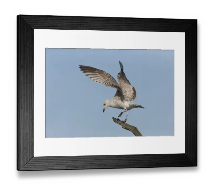 Framed Print : Herring Gull (Larus argentatus) immature, balancing on tree branch, Suffolk, England, February Framed Print : Herring Gull (Larus argentatus) immature, balancing on tree branch, Suffolk, England, February