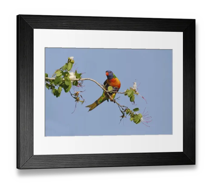 Framed Print : Rainbow Lorikeet (Trichoglossus haematodus) adult, foraging on flowering tree branch, Hervey Bay, Queensland Framed Print : Rainbow Lorikeet (Trichoglossus haematodus) adult, foraging on flowering tree branch, Hervey Bay, Queensland