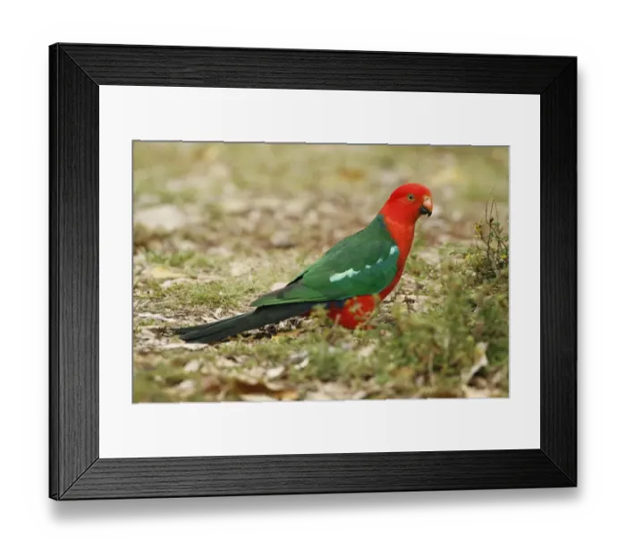 Framed Print : Australian King Parrot (Alisterus scapularis) adult male, foraging on ground, Lamington N. P