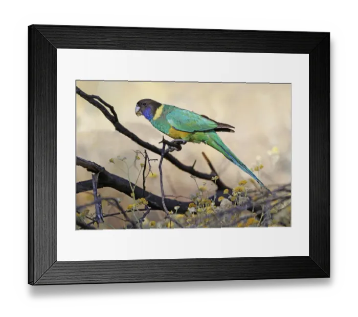 Framed Print : Australian Ringneck (Barnardius zonarius zonarius) Port Lincoln subspecies, adult, feeding on dry flowerheads Framed Print : Australian Ringneck (Barnardius zonarius zonarius) Port Lincoln subspecies, adult, feeding on dry flowerheads