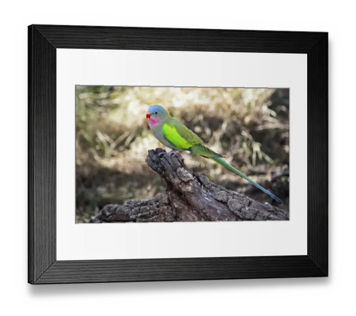 Framed Print : Princess Parrot (Polytelis alexandrae) adult, perched on log, Red Centre, Northern Territory, Australia Framed Print : Princess Parrot (Polytelis alexandrae) adult, perched on log, Red Centre, Northern Territory, Australia