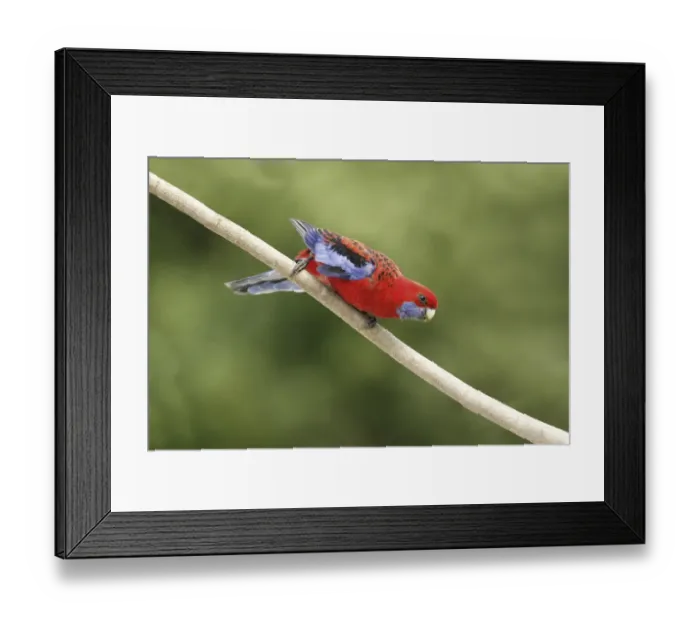 Framed Print : Crimson Rosella (Platycercus elegans) adult, perched on branch, Lamington N. P. Queensland, Australia, October Framed Print : Crimson Rosella (Platycercus elegans) adult, perched on branch, Lamington N. P. Queensland, Australia, October