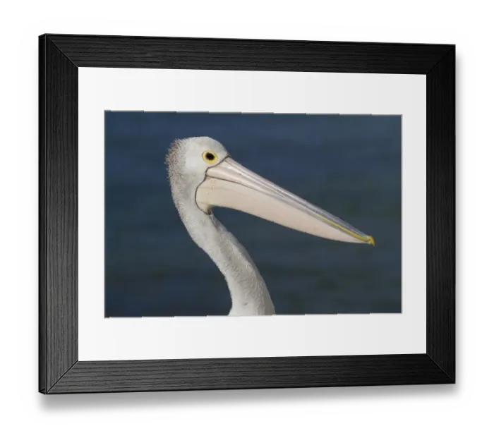 Framed Print : Australian Pelican (Pelecanus conspicillatus) adult, non-breeding plumage, close-up of head and neck, Kangaroo Island Framed Print : Australian Pelican (Pelecanus conspicillatus) adult, non-breeding plumage, close-up of head and neck, Kangaroo Island