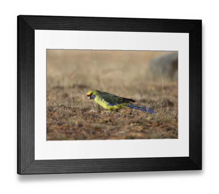 Framed Print : Green Rosella (Platycercus caledonicus) adult, foraging on ground, Maria Island N. P. Tasmania, Australia, February Framed Print : Green Rosella (Platycercus caledonicus) adult, foraging on ground, Maria Island N. P. Tasmania, Australia, February