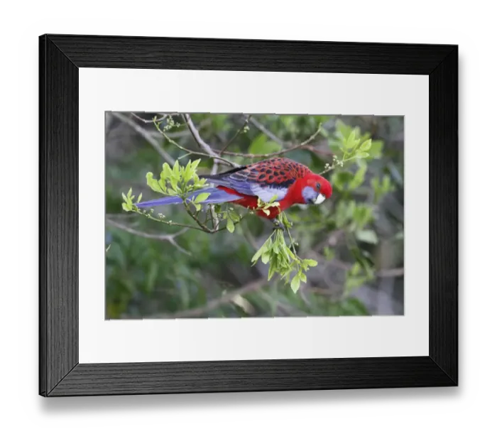 Framed Print : Crimson Rosella (Platycercus elegans) adult, with rings on leg, foraging in tree, Lamington N. P Framed Print : Crimson Rosella (Platycercus elegans) adult, with rings on leg, foraging in tree, Lamington N. P