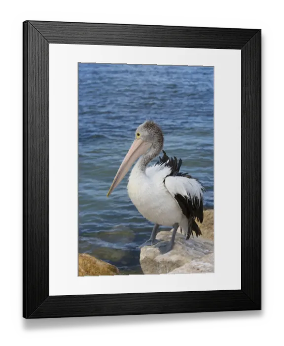 Framed Print : Australian Pelican (Pelecanus conspicillatus) adult, non-breeding plumage, standing on rock at edge of water