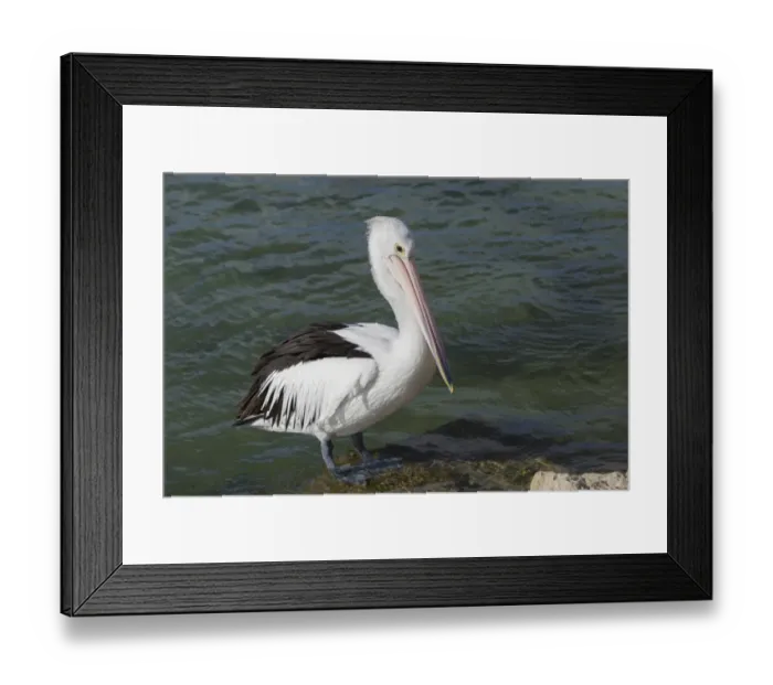 Framed Print : Australian Pelican (Pelecanus conspicillatus) adult, breeding plumage, standing on rock at edge of water Framed Print : Australian Pelican (Pelecanus conspicillatus) adult, breeding plumage, standing on rock at edge of water