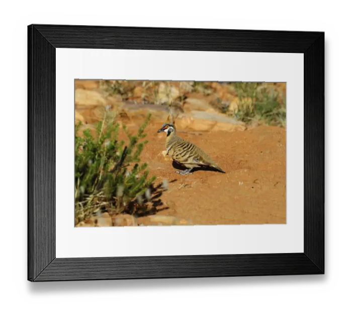 Framed Print : Spinifex Pigeon (Geophaps plumifera) adult male, standing on ground, Pound Walk, Ormiston Gorge, West MacDonnell N. P Framed Print : Spinifex Pigeon (Geophaps plumifera) adult male, standing on ground, Pound Walk, Ormiston Gorge, West MacDonnell N. P
