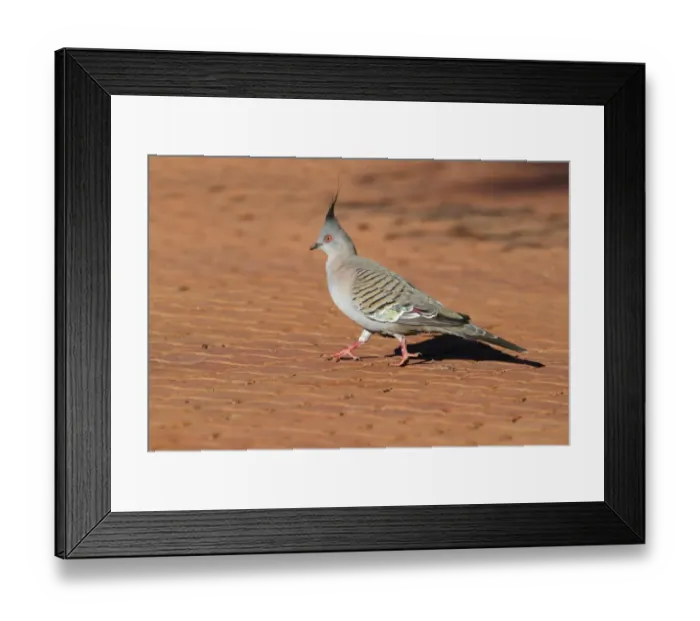 Framed Print : Crested Pigeon (Geophaps lophotes) adult male, walking on paved path, Uluru-Kata Tjuta N. P Framed Print : Crested Pigeon (Geophaps lophotes) adult male, walking on paved path, Uluru-Kata Tjuta N. P